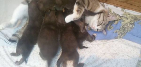В Новосибирском зоопарке кошка выкормила пятерых волчат