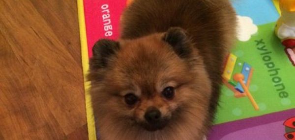 Жительница Пензы нашла свою пропавшую собаку в Нижнем Ломове