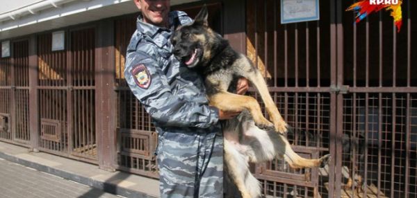 В Нижегородской области работает служебный пес-полиглот