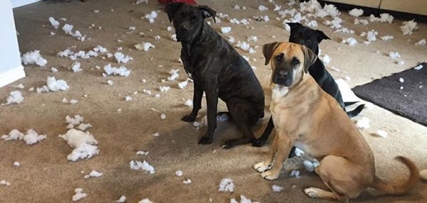 Четвероногое счастье: на что похожа жизнь, когда в доме больше двух собак