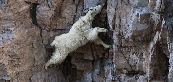 Козлы, которым неведома боязнь высоты