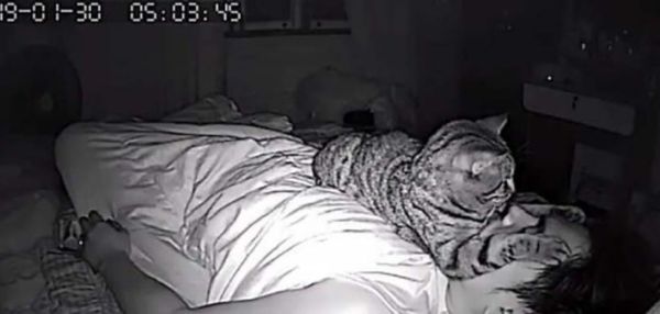Парень установил в своей комнате камеру, чтобы заснять, что ночью делает его кошка