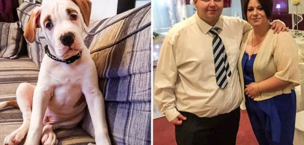 Щенок-разрушитель, которого невозможно оставить дома без присмотра