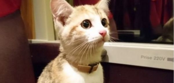 «Она изредка мяукала и совсем не боялась». Потерявшийся котенок проехался на поезде, чтобы разыскать свою хозяйку