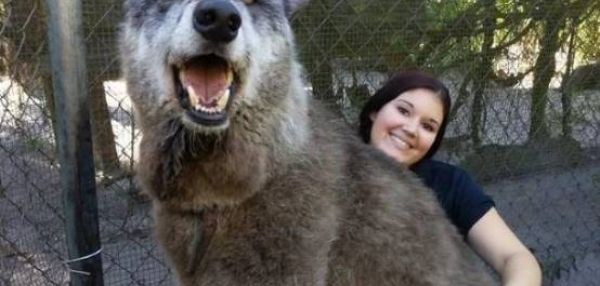 Удивительный волкособ Юки