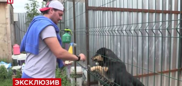 Бывший вратарь "спартака" тратит деньги на приюты для собак