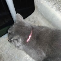 пропал кот породы "Кот"