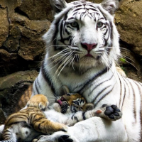 пропал большой кот