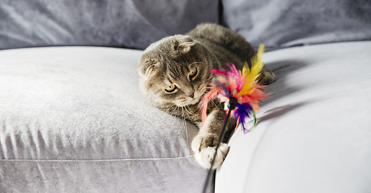 Игрушки для котов и котят: обычные, интерактивные, механические, электронные, лазерные, жевательные